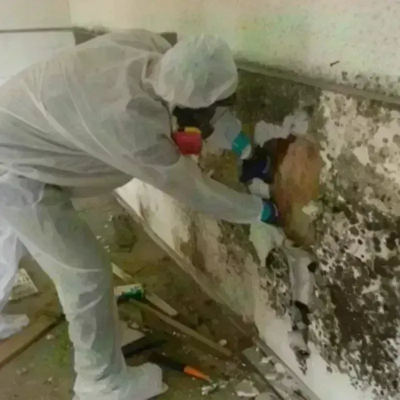 Mold Remediation and Removal in Woodbury, NJ